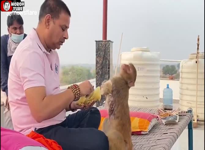 Video :After receiving an electric shock, a monkey with an amputated limb befriends its savior (India)